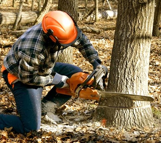 Tree Removal in Frost, TX
